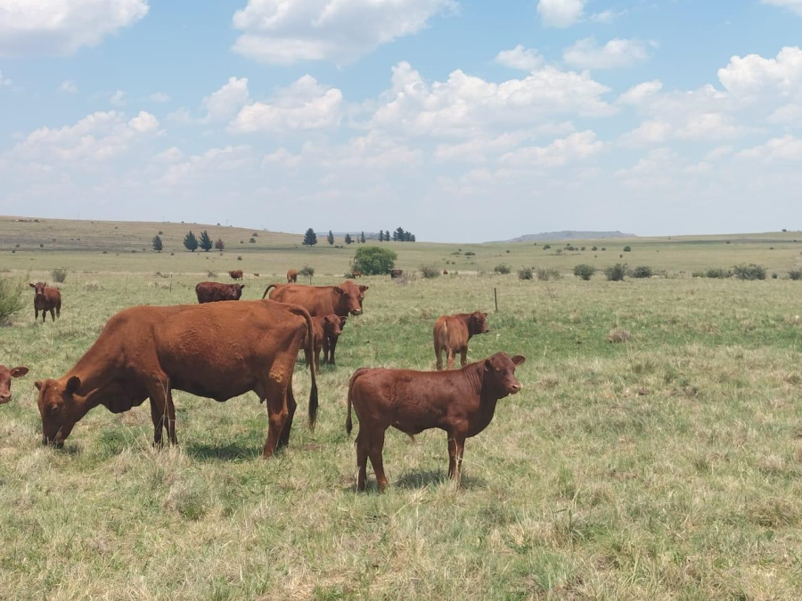 0 Bedroom Property for Sale in Bethlehem Rural Free State